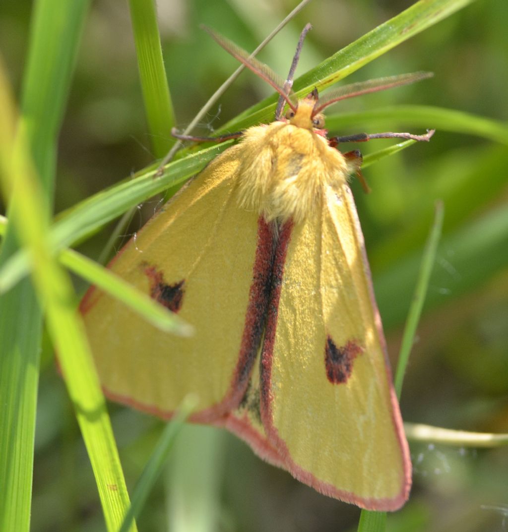 Diacrisia sannio